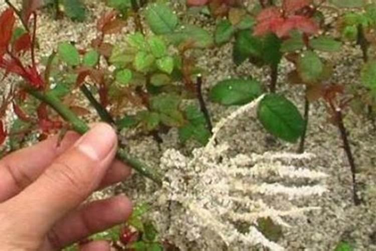 玫瑰花需什么肥料