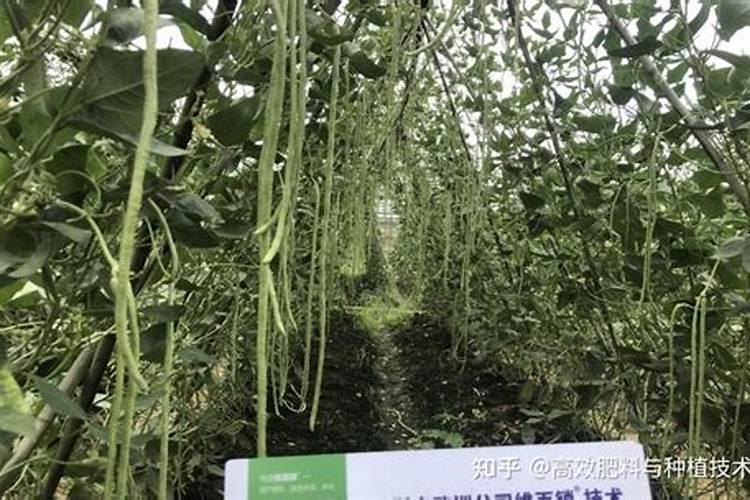 磷肥对植物的作用与功效