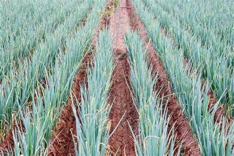 碌柚叶是什么？