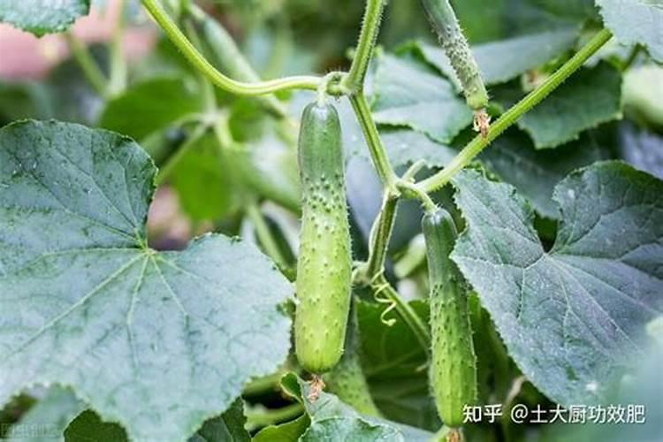 磷矿的用途是什么
