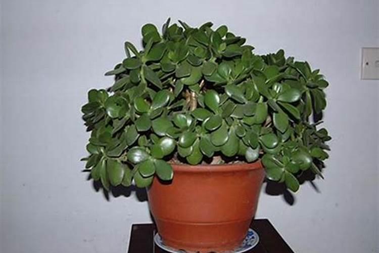 这个怎么救活它,用什么肥料最好是自制肥料或者其他自制的东西救活...