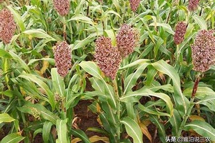 磷肥有哪些种类与用途