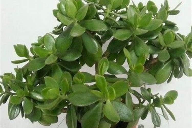 油烟机的油可以浇花吗