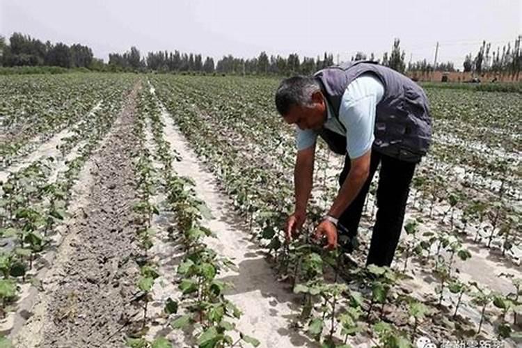 钙肥的作用及施用方法 钙肥对作物的主要作用