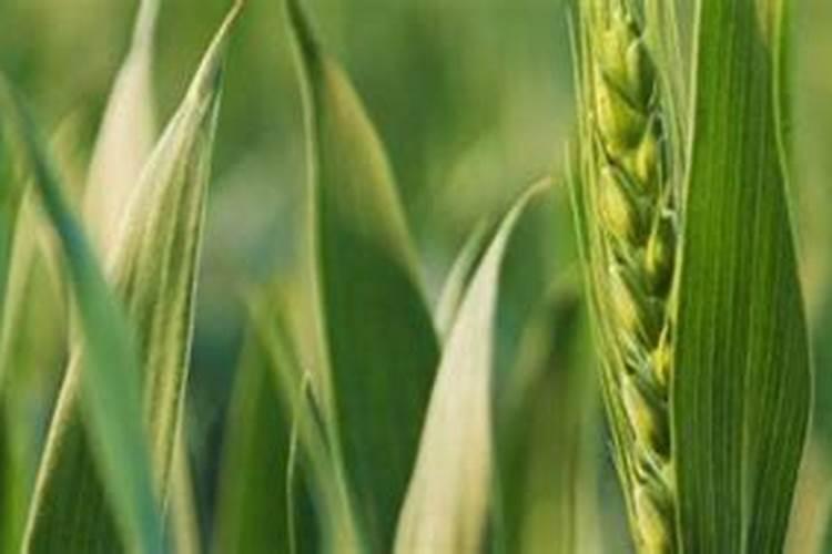 葡萄施肥第一大忌