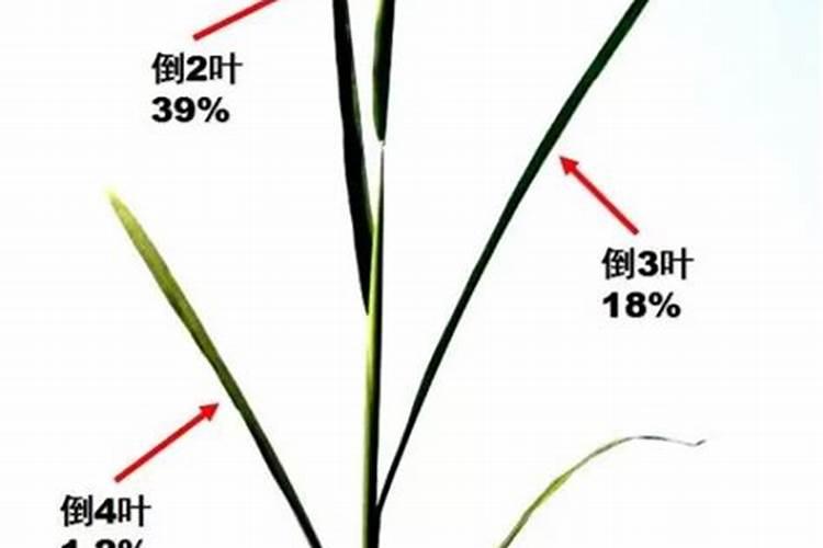 花生幼苗可以喷叶面肥吗 使用什么肥料好