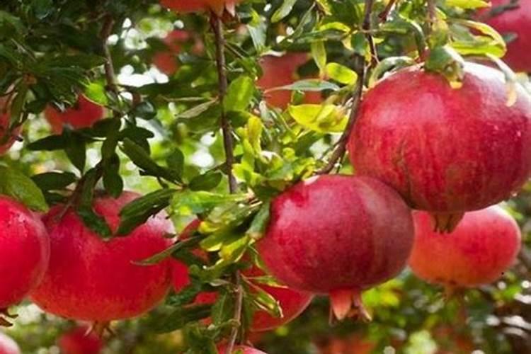 石榴树施什么肥