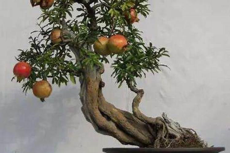 新种在外面的石榴树需要每天浇水吗昨天刚刚移栽的大果石榴树需要每天浇 ...