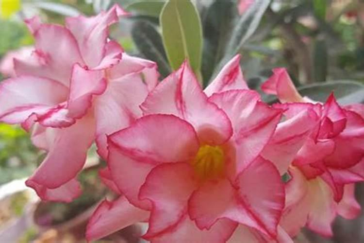 硝态氮肥有何特点？