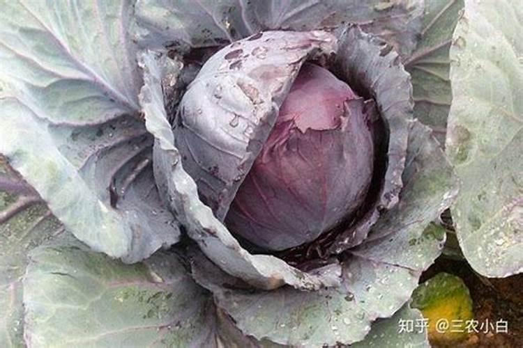 想要甘蓝长得好,要怎样给甘蓝科学施肥呢？