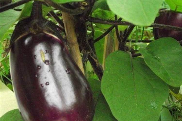 为什么今年3月份栽的玉露香梨树幼苗活的好好的就死了