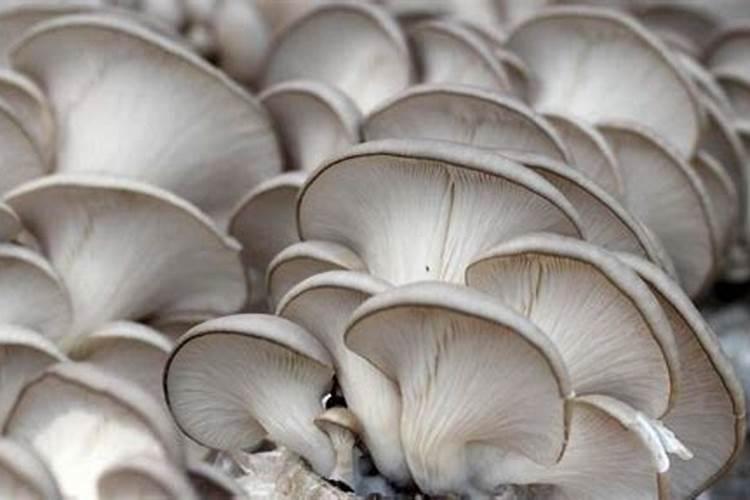 六七种蘑菇配合不同肥料使用的最佳时间安排表是怎样的？