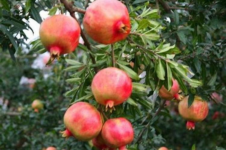 柑橘挂果用什么钙肥比较好？