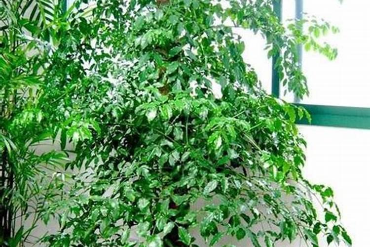 蒜苗种植需要用哪种肥料？施什么肥能让幼苗长势旺？