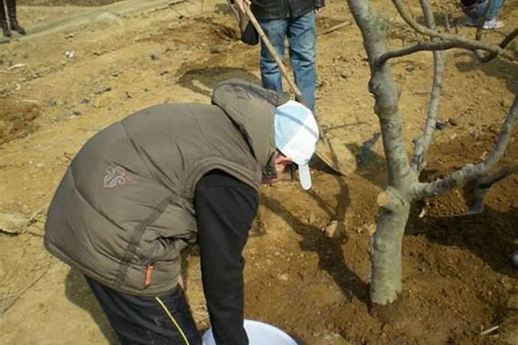 平安树叶子有网丝缠绕怎么一治疗？