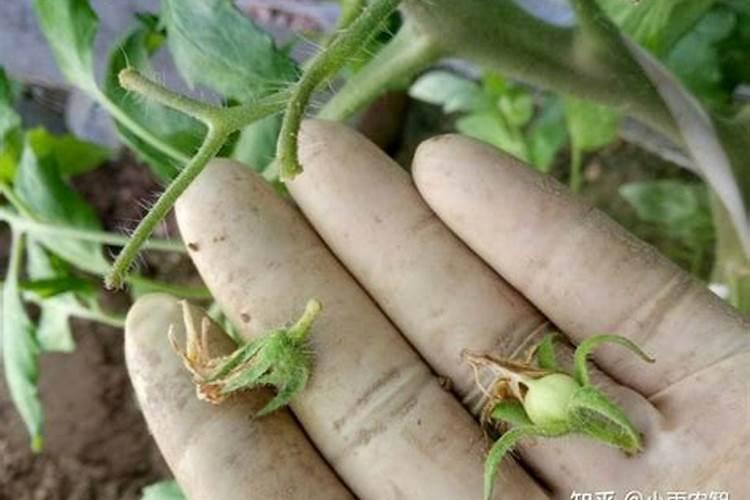 地瓜用什么肥料最好