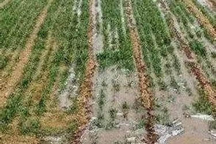 小麦冬季温度低生病可以打叶面肥吗？