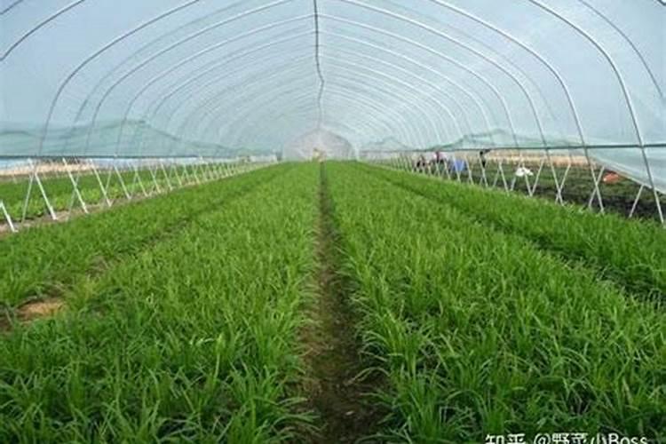 自家种的韭菜怎样过冬