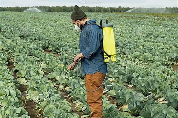 种大白菜用啥肥最好