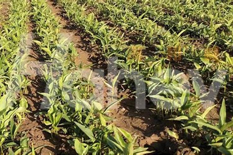 种植半夏施肥要合理,该怎样给叶面喷肥？