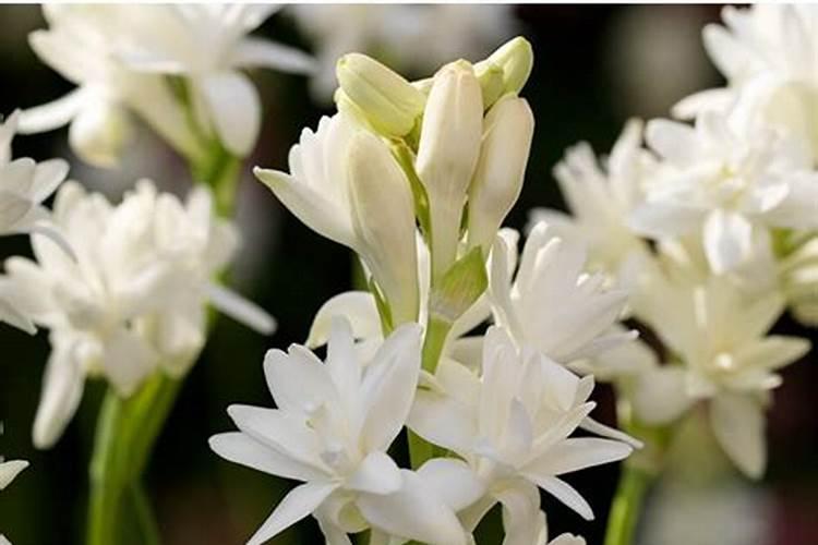 果树施什么肥料最好