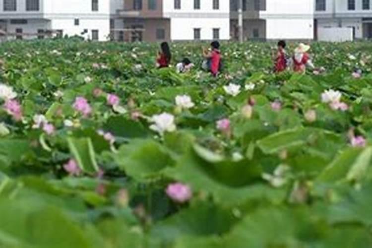 种植莲藕需用什么样的复合肥？