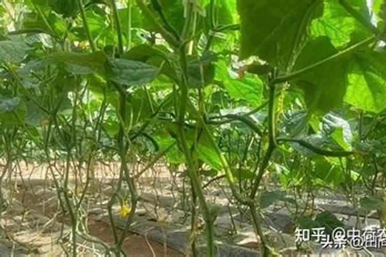 求济宁市各大的肉类市场和蔬菜市场的具体位置!