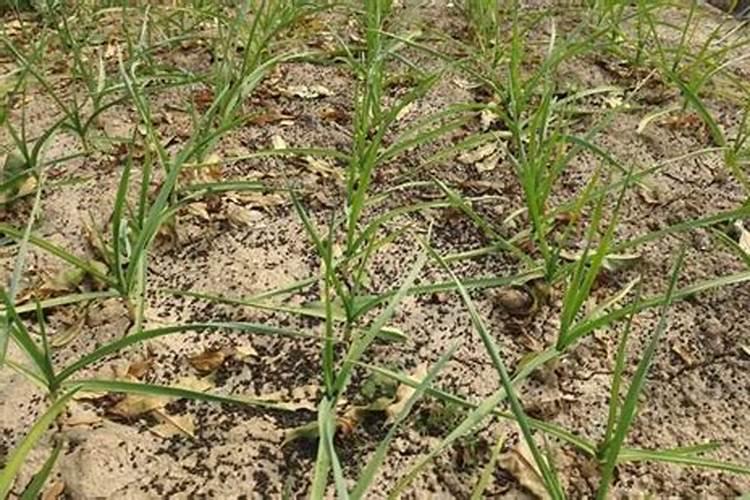 保花保果用什么药