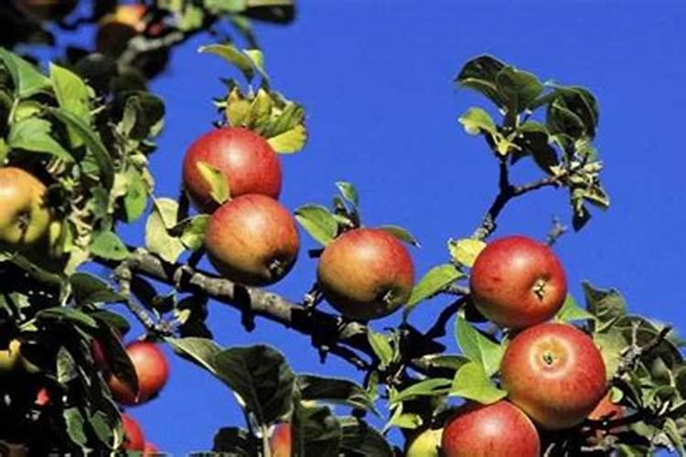 苹果树秋施基肥用什么肥好