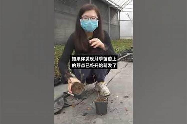 为什么小麦要喷施磷酸二氢钾