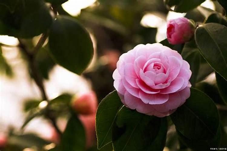 柑橘果树采摘前后的管理工作是关键,有效提高果实品质