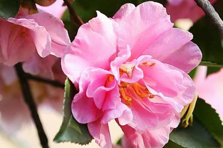 葡萄增甜叶面肥一亩地用多少,叶面肥使用注意事项,如何快速膨大？百度...