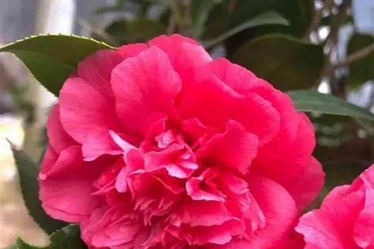 茶花育蕾期如何施肥浇水