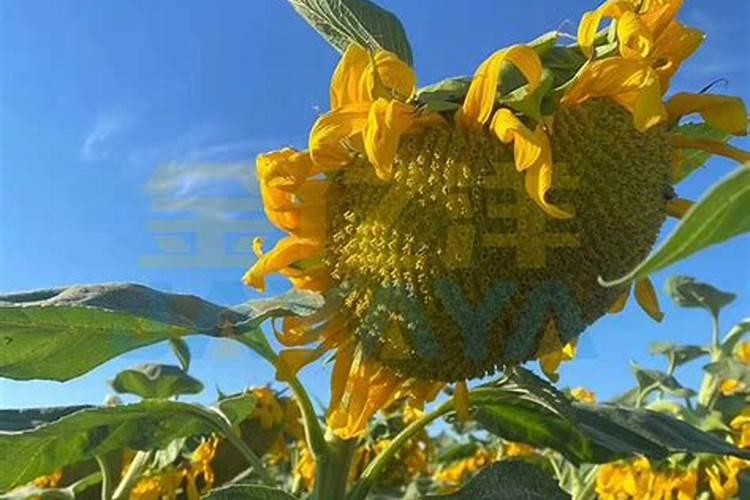 果树促花用什么叶面肥好？