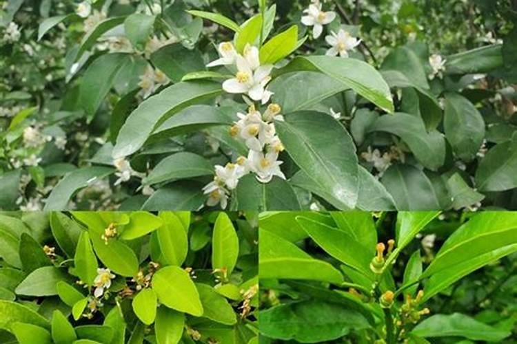 大量元素水溶肥的正确使用方法