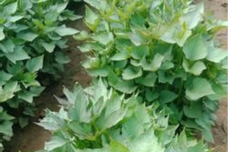 兰花什么时间开始喷磷酸二氢钾(叶面喷施浓度是多少)