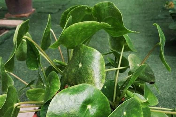 含钾最高的肥料有哪几种