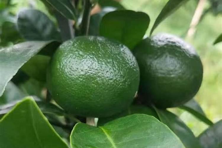 果树补钙要抓住三个黄金期,哪三个黄金期呢？