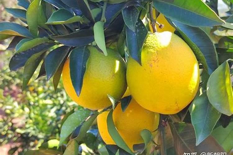 巧棵力颗粒水溶肥能作底肥吗？