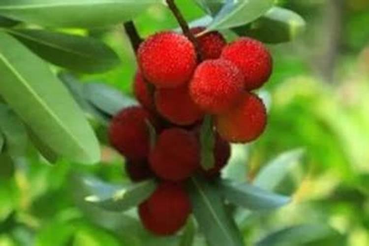 杨梅专用叶面肥怎么使用,更增产？