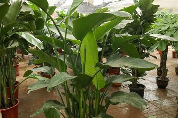 盆栽天堂鸟的养殖方法和注意事项