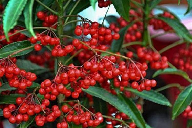 亲,月季叶面卷曲,光杆到底是肥害还是蓟马,还是两者都可能有？