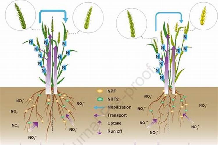 猕猴桃开花前使用什么肥料 注意事项有哪些