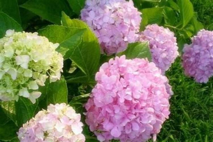 种植香瓜到了膨果期,该掌握哪些护理技巧？