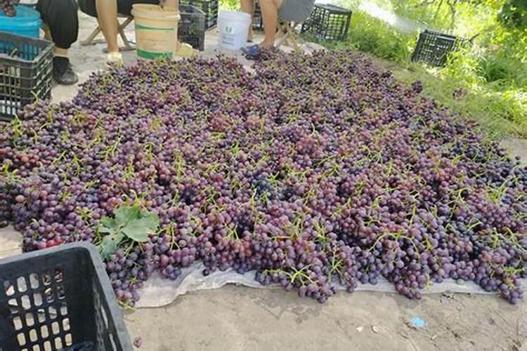 皇冠梨上什么化肥好