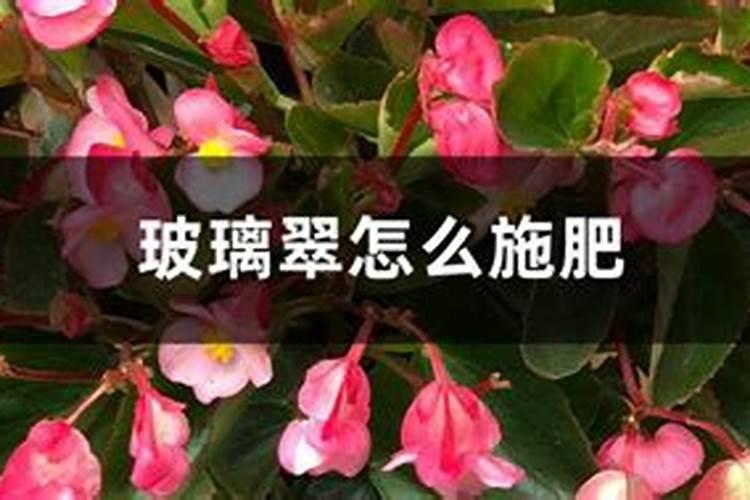 玻璃翠浇什么肥料合适