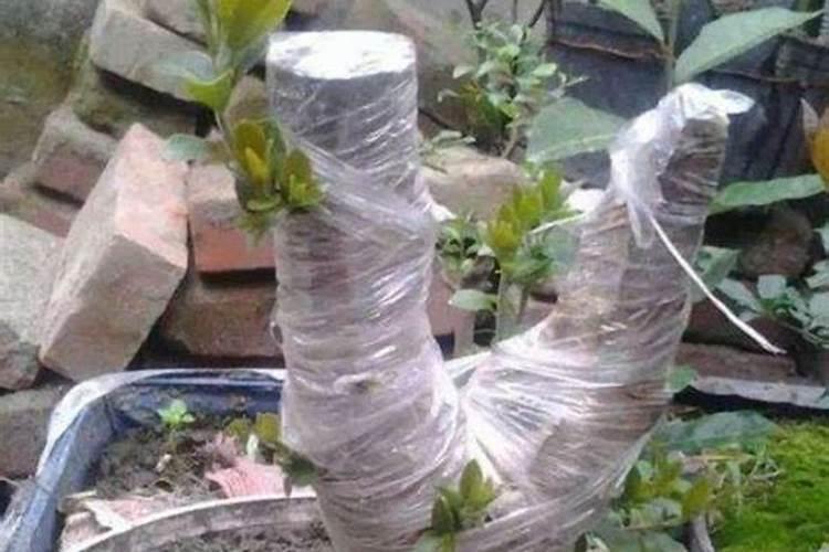 桂花树叶子不是很绿有点黄,该用哪些肥料才能防止这种情况呢？