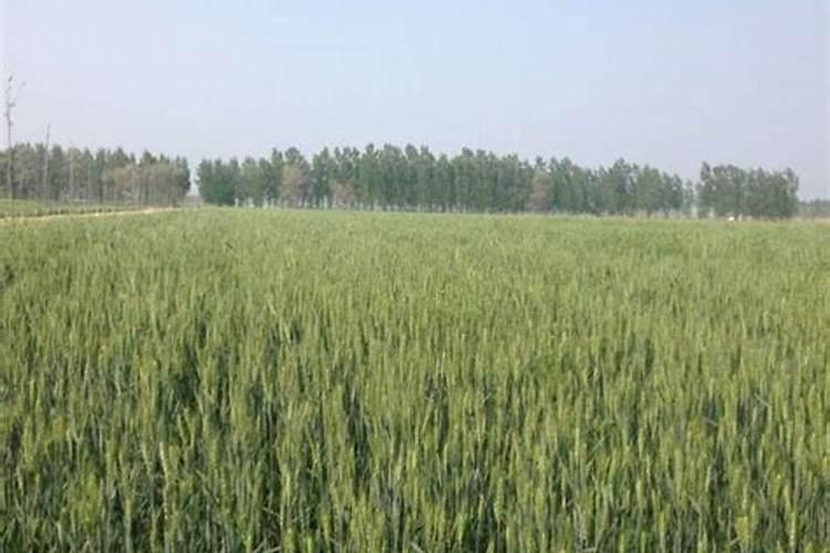 高钾肥有哪些种类