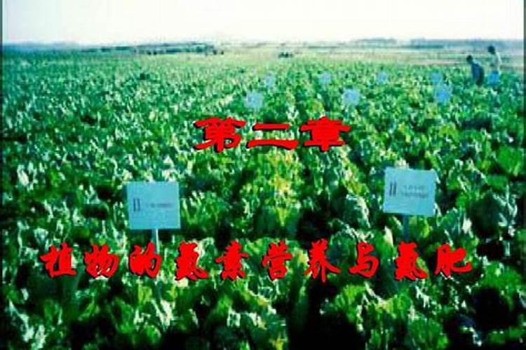 喜氮肥植物有哪些
