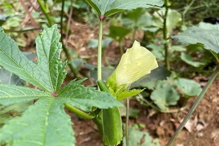 肥料十大品牌排行榜前十名